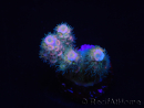 WYSIWYG RAH Acropora tenuis Blueish 5E4