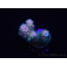 WYSIWYG RAH Acropora tenuis Blueish 5E4