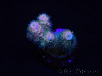WYSIWYG RAH Acropora tenuis Blueish 5E4