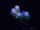 WYSIWYG RAH Acropora tenuis Blueish 5E4