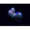 WYSIWYG RAH Acropora tenuis Blueish 5E4
