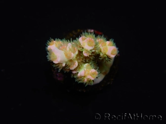 WYSIWYG RAH Acropora tenuis 5E1