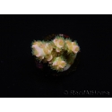 WYSIWYG RAH Acropora tenuis 5E1