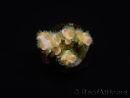 WYSIWYG RAH Acropora tenuis 5E1