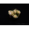 WYSIWYG RAH Acropora tenuis 5E1