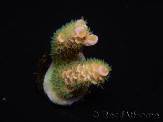 WYSIWYG RAH Acropora tenuis 5E2