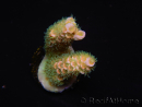 WYSIWYG RAH Acropora tenuis 5E2