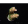 WYSIWYG RAH Acropora tenuis 5E2