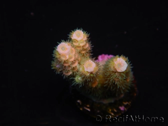 WYSIWYG RAH Acropora tenuis 5E4