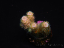WYSIWYG RAH Acropora tenuis 5E4