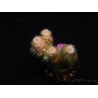 WYSIWYG RAH Acropora tenuis 5E4