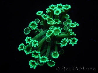 WYSIWYG Alveopora Green 17B5
