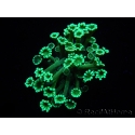 WYSIWYG Alveopora Green 17B5
