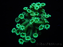 WYSIWYG Alveopora Green 17B5