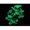 WYSIWYG Alveopora Green 17B5