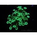 WYSIWYG Alveopora Green 17B5