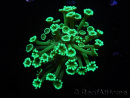 WYSIWYG Alveopora Green 17B5