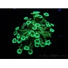 WYSIWYG Alveopora Green 17B5