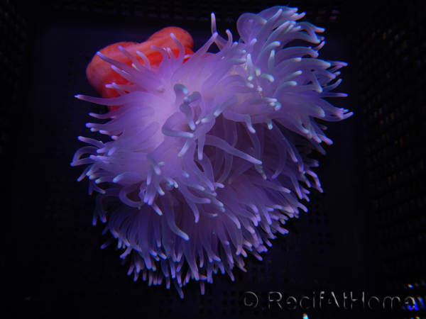 WYSIWYG Macrodactyla doreensis 2