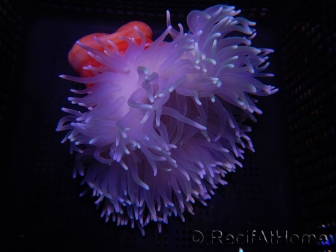 WYSIWYG Macrodactyla doreensis 2
