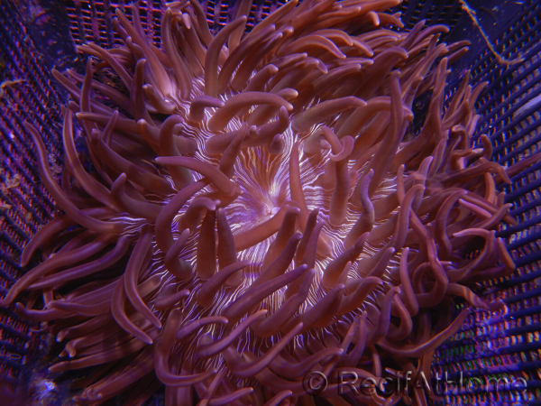 WYSIWYG Macrodactyla doreensis 3