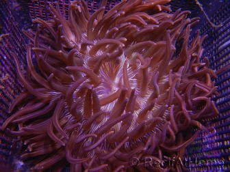 WYSIWYG Macrodactyla doreensis 3