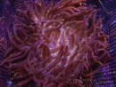 WYSIWYG Macrodactyla doreensis 3