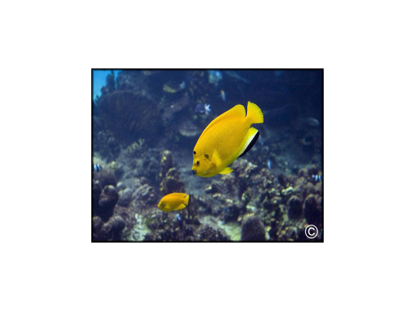 Apolemichthys trimaculatus juv.