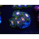 WYSIWYG Zoanthus Purple Fairy Mix 16K6