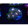 WYSIWYG Zoanthus Purple Fairy Mix 16K6