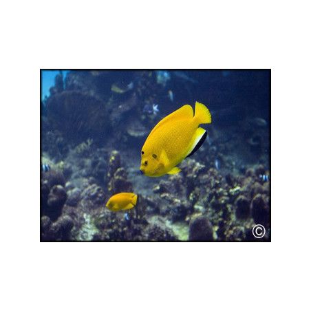 Apolemichthys trimaculatus