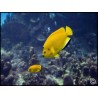 Apolemichthys trimaculatus
