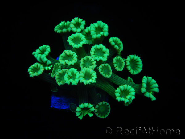 WYSIWYG Alveopora Green 17A2