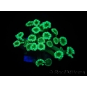 WYSIWYG Alveopora Green 17A2