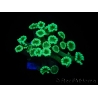 WYSIWYG Alveopora Green 17A2