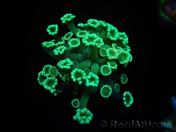 WYSIWYG Alveopora Green 17A3