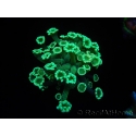 WYSIWYG Alveopora Green 17A3