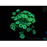 WYSIWYG Alveopora Green 17A3
