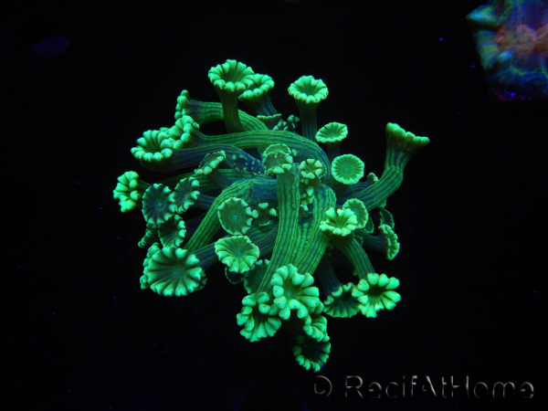 WYSIWYG Alveopora Green 17A4