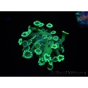WYSIWYG Alveopora Green 17A4