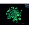 WYSIWYG Alveopora Green 17A4