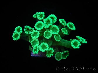 WYSIWYG Alveopora Green 17A2