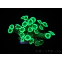 WYSIWYG Alveopora Green 17A2