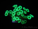 WYSIWYG Alveopora Green 17A2