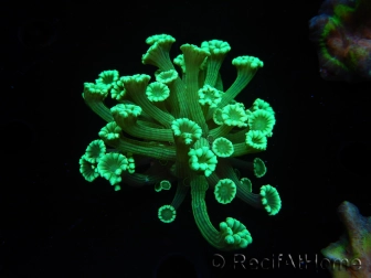 WYSIWYG Alveopora Green 17A3
