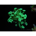 WYSIWYG Alveopora Green 17A3