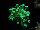 WYSIWYG Alveopora Green 17A3