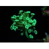 WYSIWYG Alveopora Green 17A3