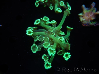 WYSIWYG Alveopora Green 17A4