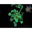 WYSIWYG Alveopora Green 17A4